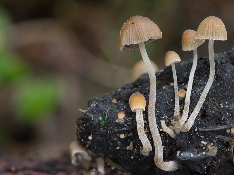 Psathyrella tenuicula